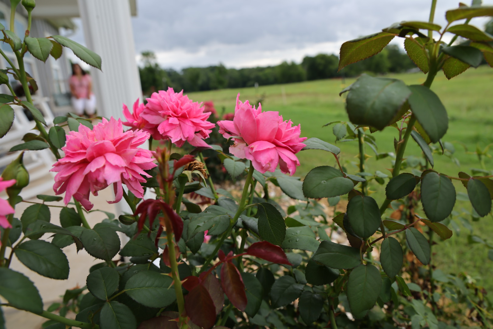 Pink garden roses in bloom